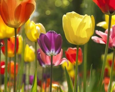 Les tulipes sont relativement faciles à entretenir dans les jardins de fleurs.