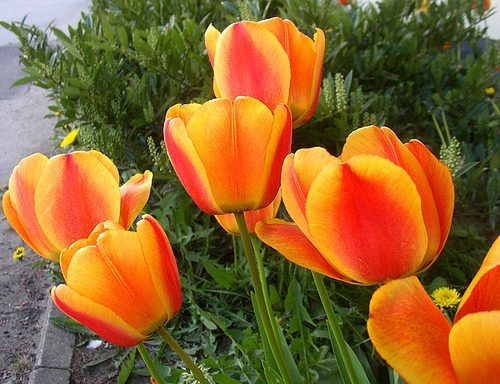Exemple d'une tulipe jaune strié.