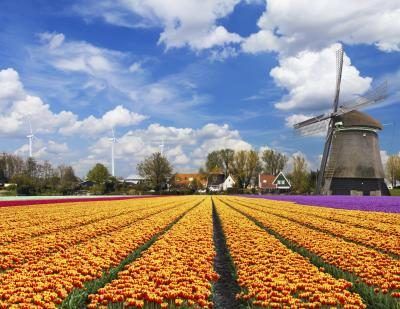 La tulipe est en fait pas originaire des Pays-Bas.