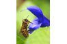Une abeille repose sur une fleur de sauge.