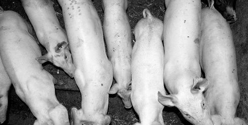 élevages de porcs peuvent avoir besoin d'acheter une assurance responsabilité pollution.