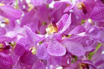 orchidées Mokara