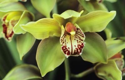 orchidées vertes