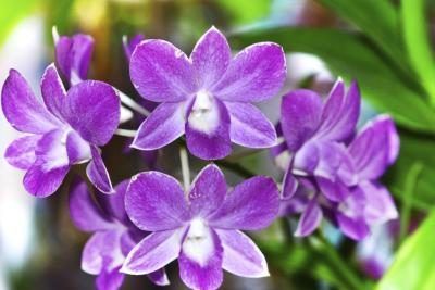 orchidées pourpres