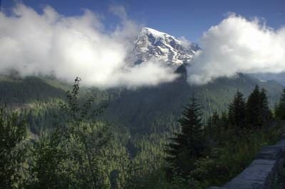 Les forêts de pins sur les flancs des montagnes sont premiers habitat aux morilles à Washington.