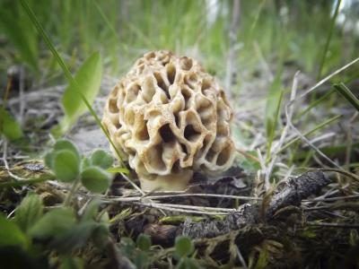 Morel's may be found between April and August.
