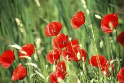 Coquelicots bloomes dans les champs de bataille pendant la Première Guerre mondiale