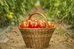 Panier de tomates mûres