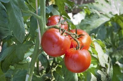 Tomates sur une vigne