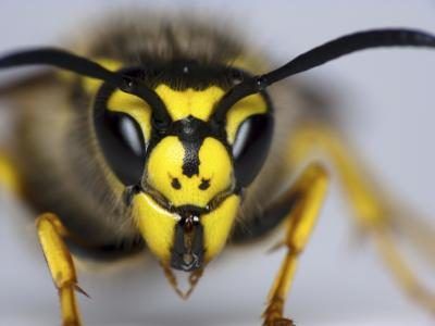 Wasps ne meurent pas quand ils piquent.