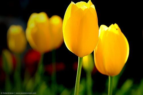 Tulipe jaune.