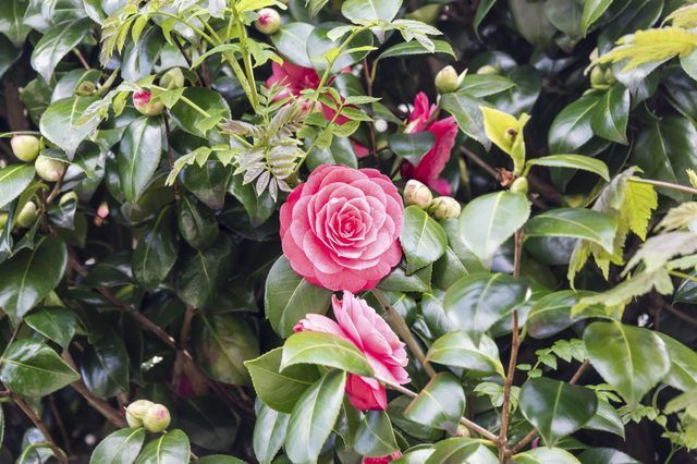 temps froid peut revivre chaleur frappé roses.