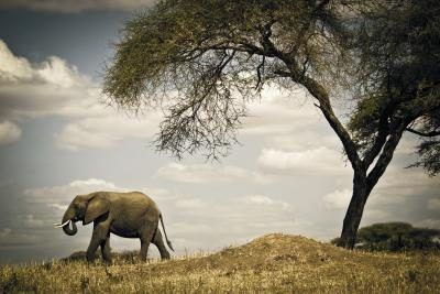 Elephant sous l'arbre