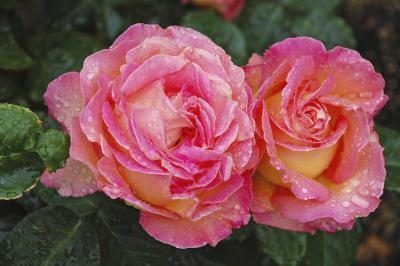 deux belles roses roses