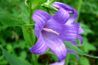 Resholt's bellflower is ideal for flowing over a rock wall.