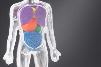 3D illustration des organes internes de l'homme.
