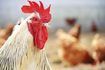 L'exposition à des excréments de poulet peut causer une maladie pulmonaire.