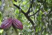 cabosses pendu à un arbre de cacao.
