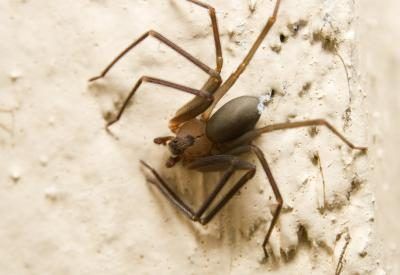 La recluse brune est plus petite que la veuve noire.
