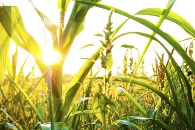 Les plants de maïs utilisent la lumière solaire pour la photosynthèse.