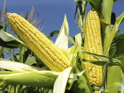 Le plant de maïs mûr développe oreilles.