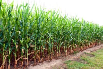 Le maïs est utilisé à de nombreuses fins différentes.