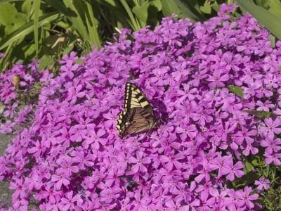 Un papillon sirote le nectar sur les phlox rampant sous le soleil.