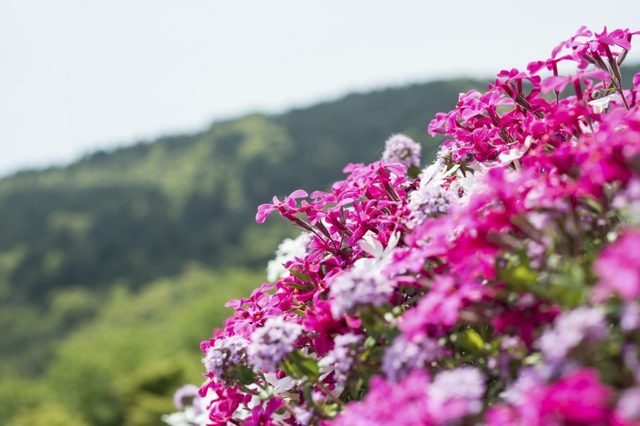 Bleu, blanc, et d'écarlate pâles fleurs roses de flox rampante sur la montagne.