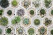 Une vue aérienne de plantes en pot désert de cactus.