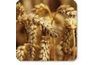 Avoine et le blé sont les cultures agricoles de base usine.