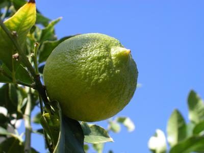 Limes sont maintenant cultivées en Floride.