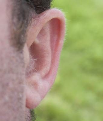 Homme's long earlobe.