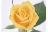 Les roses jaunes sont une sélection préférée des acheteurs de rose.