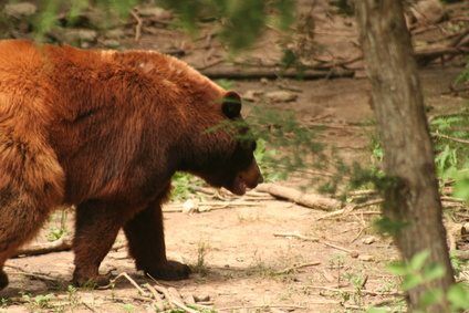 Répulsifs ours portent différents règlements que les autres sprays au poivre.