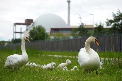 Famille de cygnes vu près de la centrale nucléaire dans Brunsbruettel, Allemagne