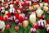 Tulipes viennent dans une large gamme de couleurs.