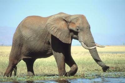 Un éléphant a deux molaires supérieures et deux molaires inférieures.
