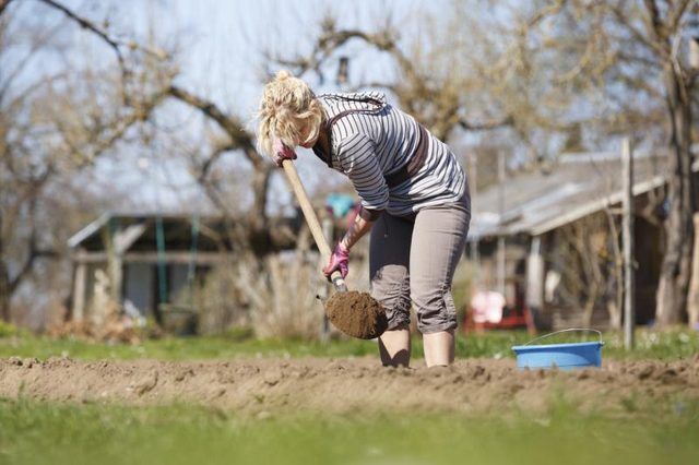 Une femme trous avec une pelle pour creuser la plantation.