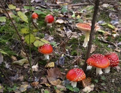 Il ya beaucoup de mythes entourant l'identification des champignons sauvages.