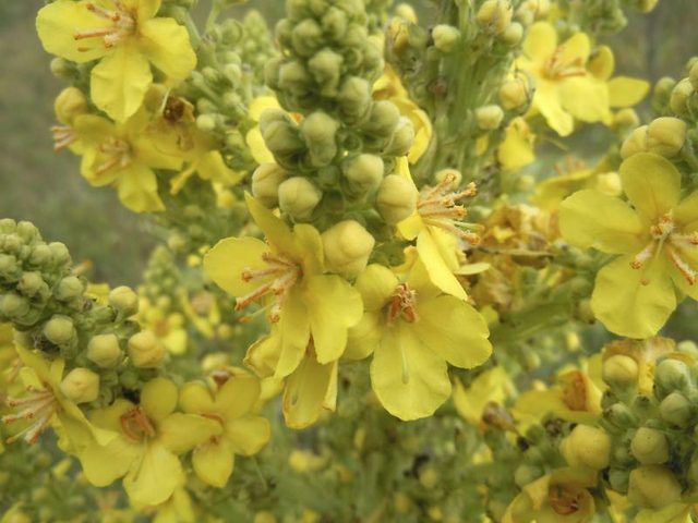 Close-up de fleurs de molène.