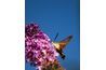 Le papillon colibri pond des œufs qui se développent dans le sphinx de la tomate.