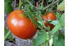Les plants de tomates