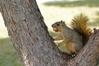 Écureuil dans un arbre de noix de pécan