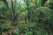 Nouvellement développé Gum Chicza Rainforest perd sa rigidité lorsqu'il est jeté et se tourne vers la poudre dans les six semaines.