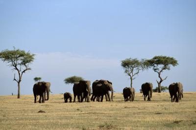 les éléphants dans le Sahara