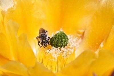 bourdon sur le pollen