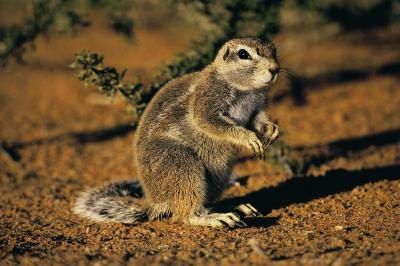écureuil de terre dans le désert