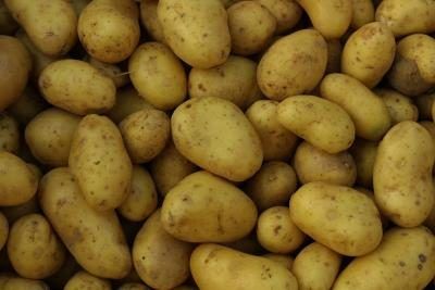 Pommes de terre poussent sous terre et doivent être bien lavés.