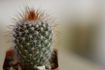 Comment prendre soin d'un Cactus intérieure