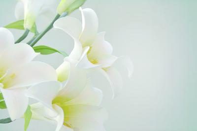 Quatre fleurs de lys blancs.
